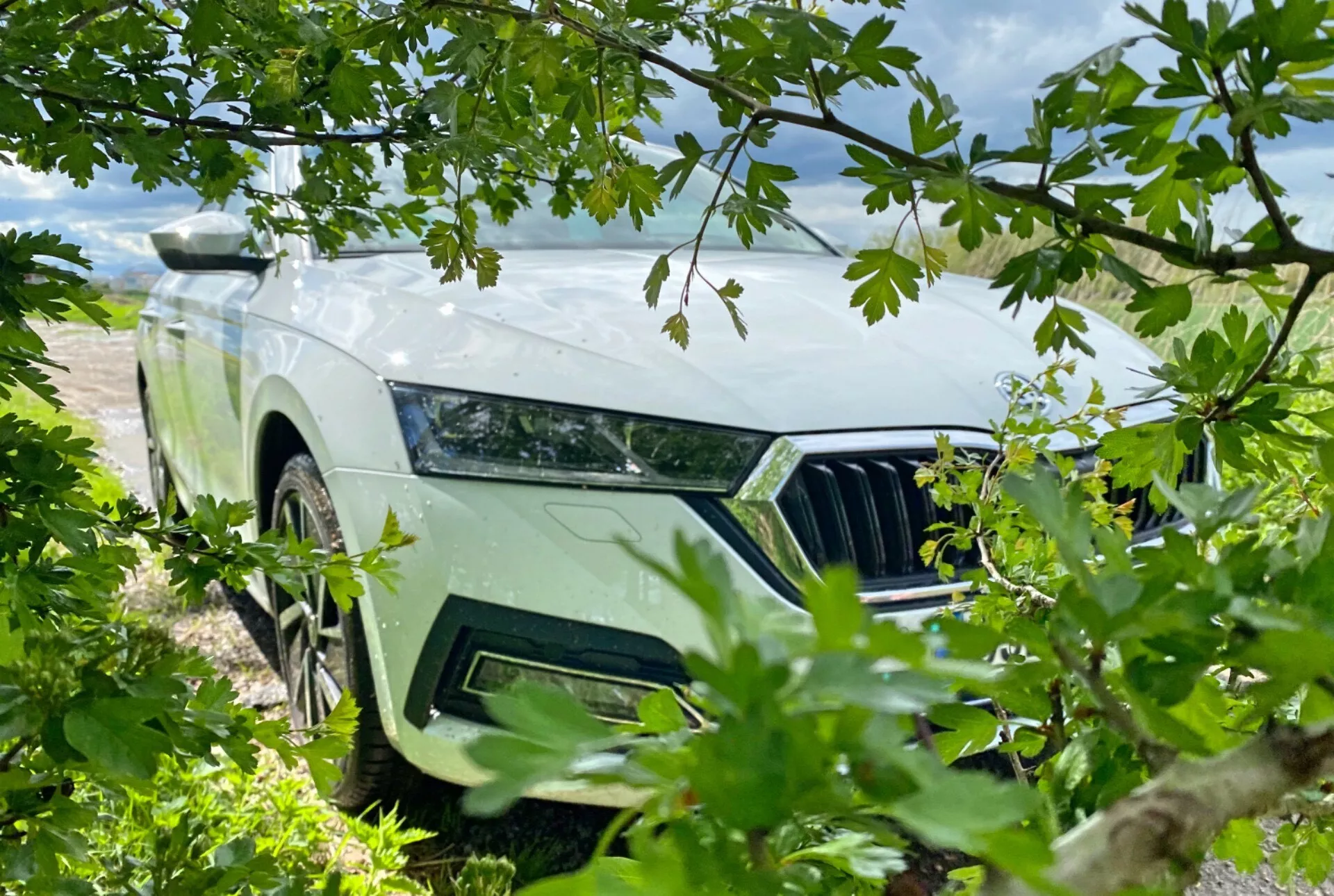 En bild tagen från en låg vinkel med fokus på framsidan av en Skoda Octavia Limousine 2020, delvis skymd av lövverk. Bilden framhäver bilens eleganta vänstra strålkastare, främre grill med vertikala lameller och modern mönstrad fälg. Den naturliga inramningen med löv och grenar antyder ett utomhus- eller naturorienterat tema, med bilens ljusa färg som kontrasterar mot grönskan och en delvis molnig himmel.